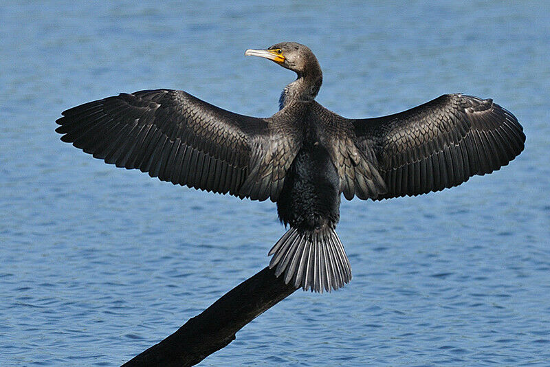 Grand Cormoranadulte