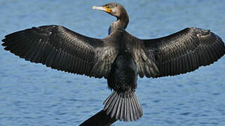 Great Cormorant