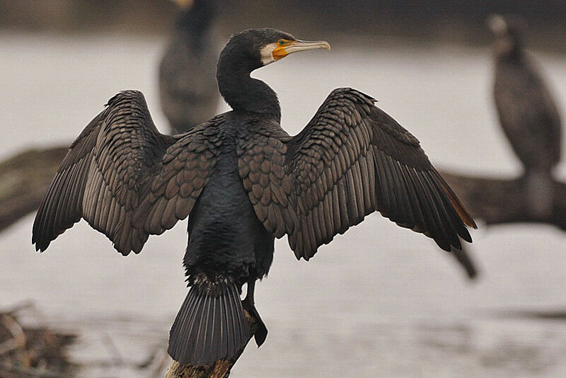 Grand Cormoranadulte