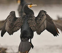 Great Cormorant