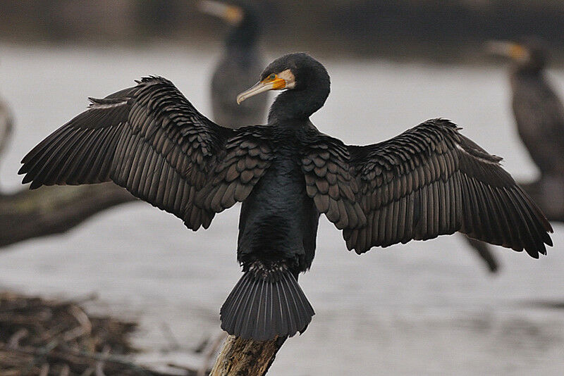 Great Cormorantadult