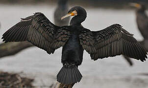 Great Cormorant