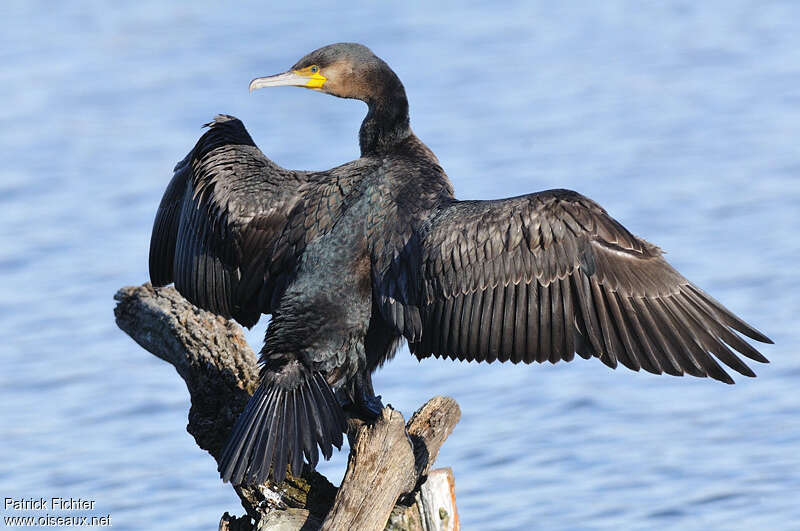 Grand Cormoranimmature, soins