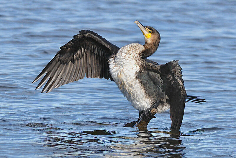 Grand Cormoranimmature