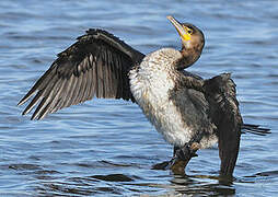 Great Cormorant