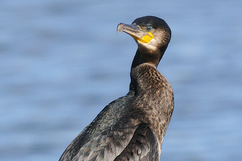 Grand Cormoranadulte internuptial