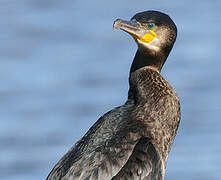 Great Cormorant