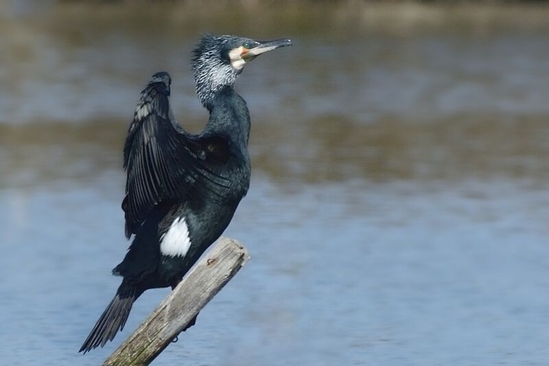 Grand Cormoranadulte nuptial