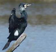 Great Cormorant