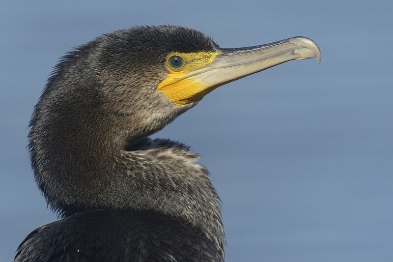 Grand Cormoranadulte internuptial