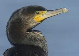 Great Cormorant