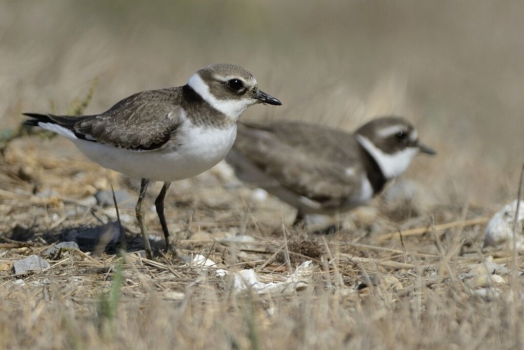 Common Ringed Ploverimmature, courting display