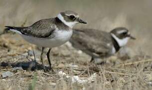 Common Ringed Plover