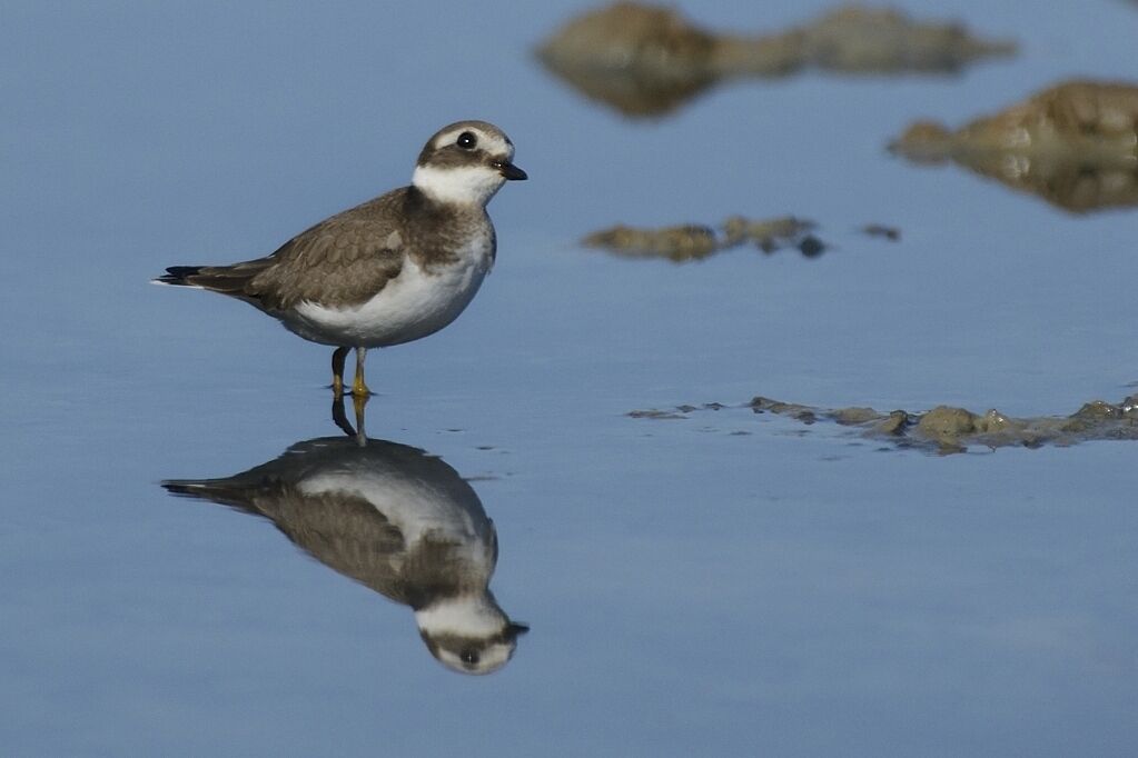 Common Ringed Ploverimmature