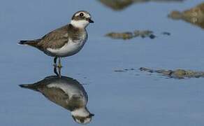 Common Ringed Plover