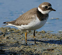 Common Ringed Plover