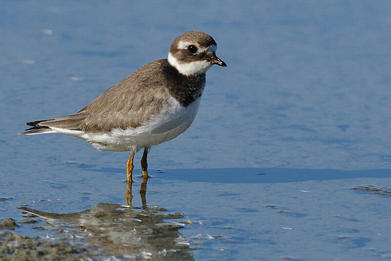 Common Ringed Ploveradult post breeding