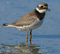 Common Ringed Plover