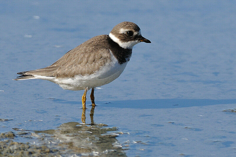Common Ringed PloverFirst year
