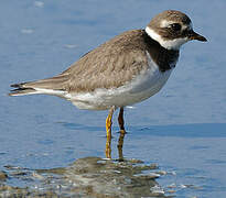 Common Ringed Plover