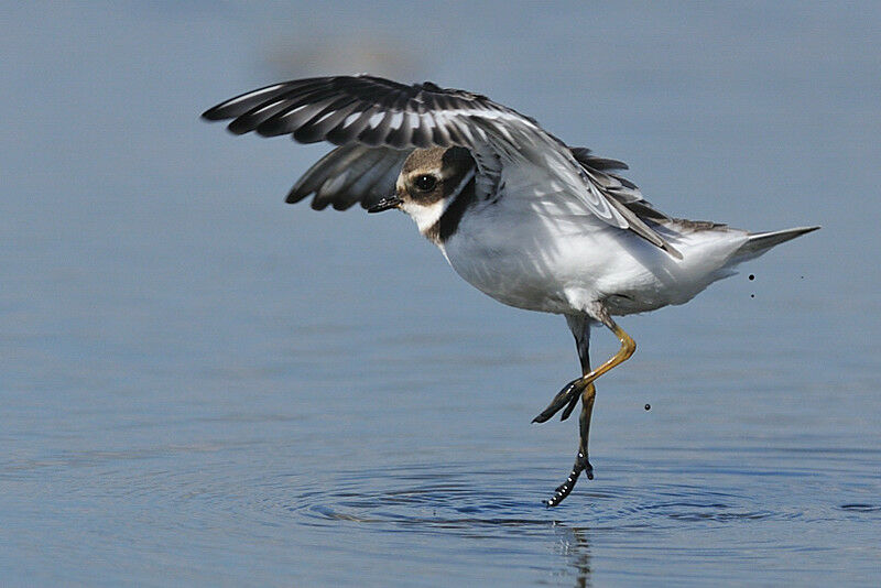 Common Ringed PloverFirst year, Behaviour