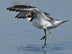 Common Ringed Plover