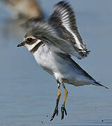 Common Ringed Plover