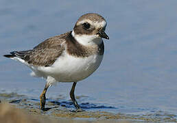 Common Ringed Plover