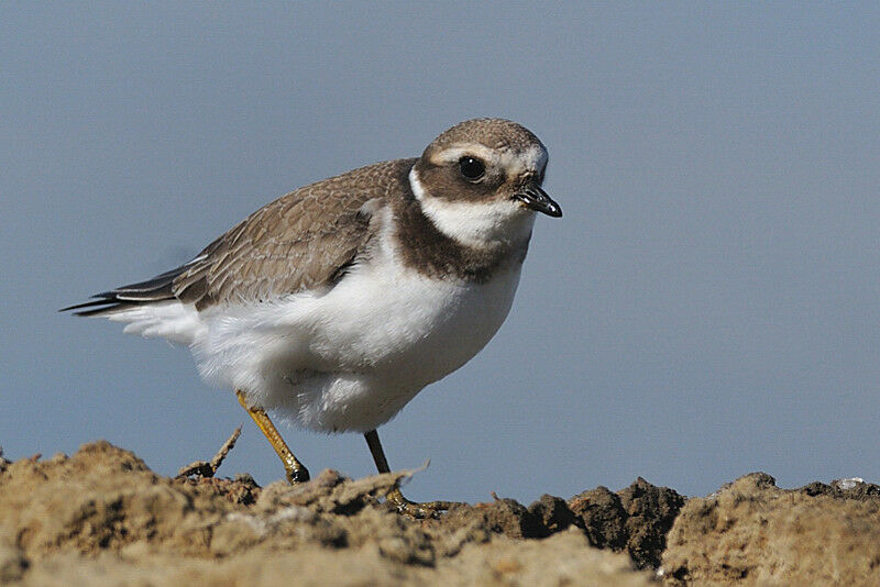 Common Ringed PloverFirst year