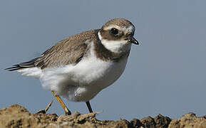 Common Ringed Plover