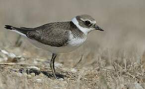 Common Ringed Plover