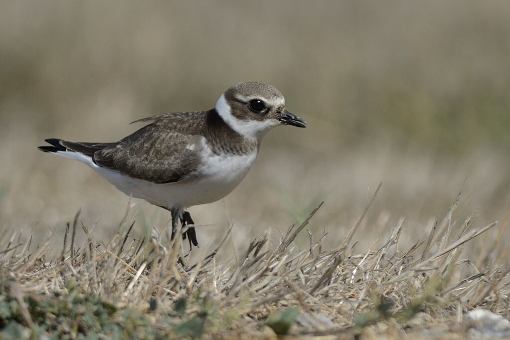 Common Ringed Ploverimmature, identification