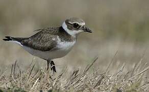 Common Ringed Plover