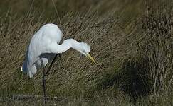 Grande Aigrette