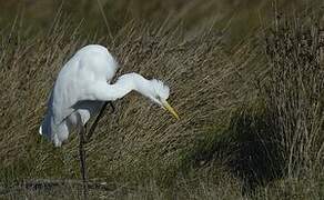 Grande Aigrette