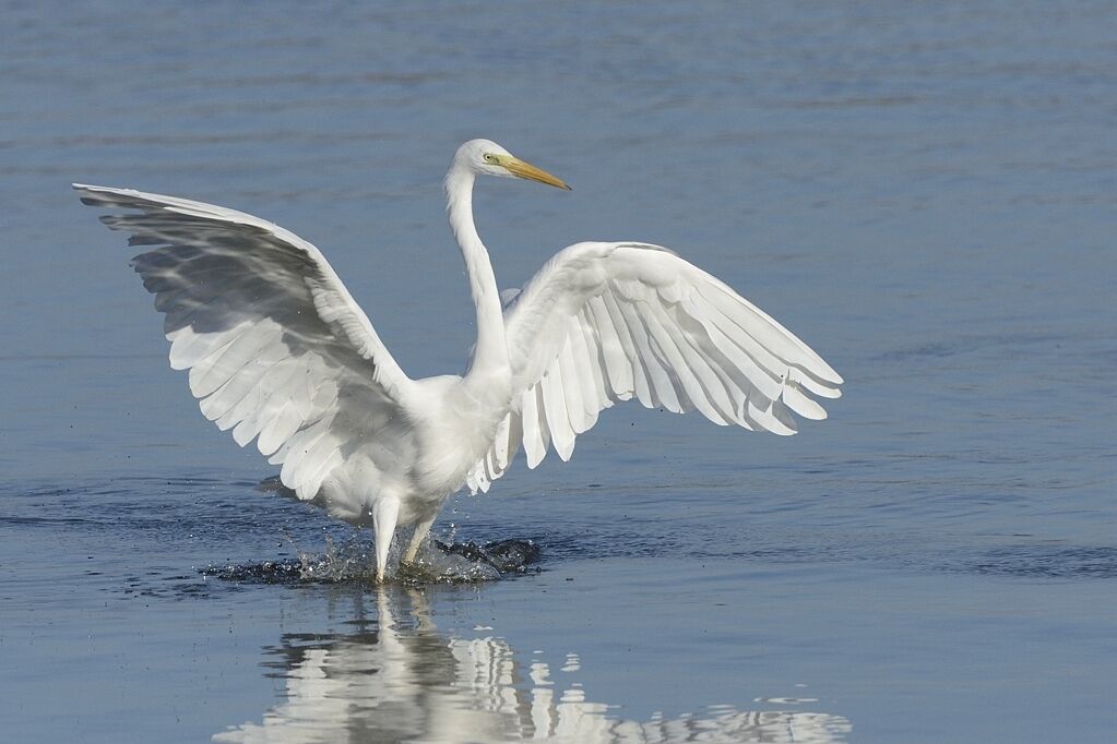 Great Egretadult, Flight