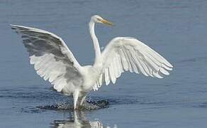 Grande Aigrette