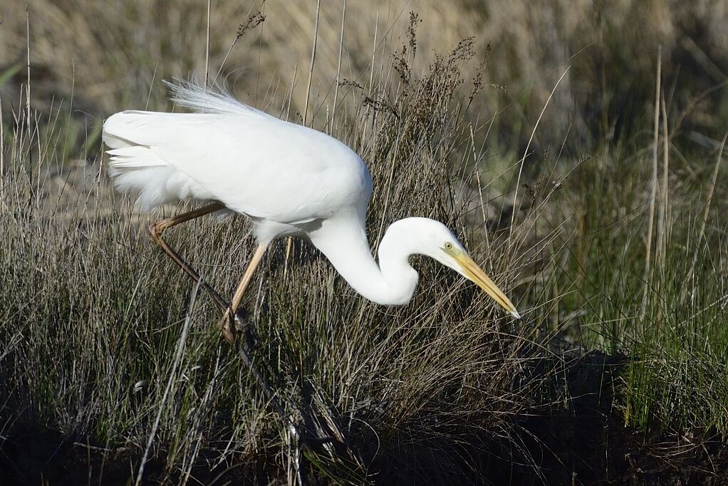 Great Egretadult post breeding, fishing/hunting