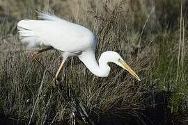 Grande Aigrette