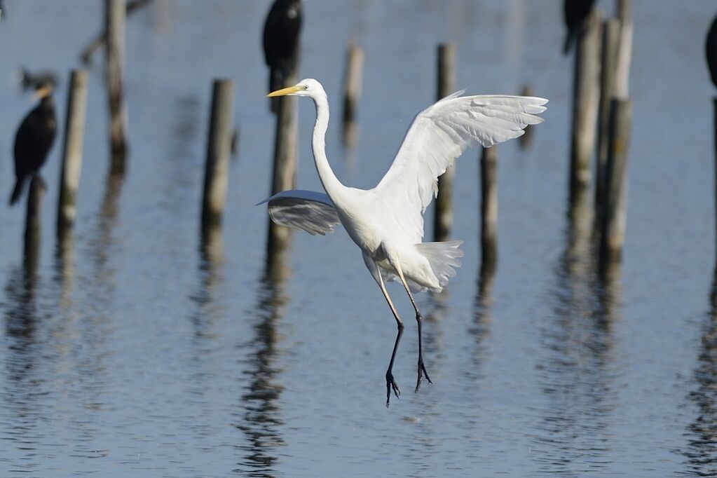 Grande Aigrette