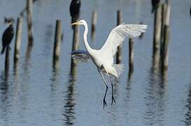 Grande Aigrette