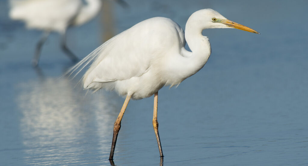 Great Egretadult, identification