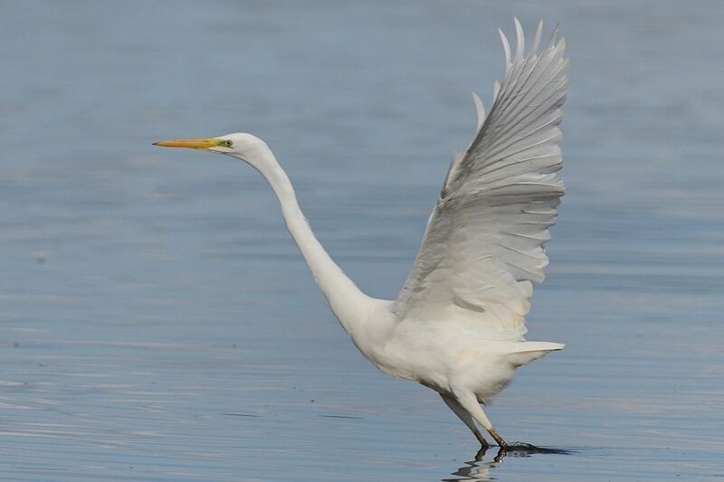 Great Egretadult