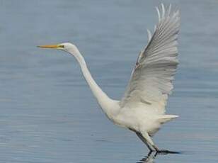 Grande Aigrette