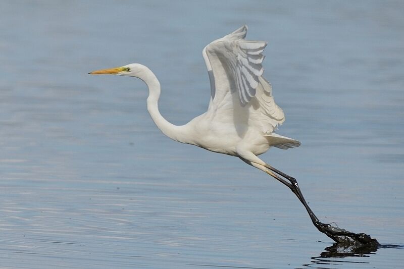 Great Egretadult, Flight