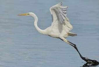 Grande Aigrette