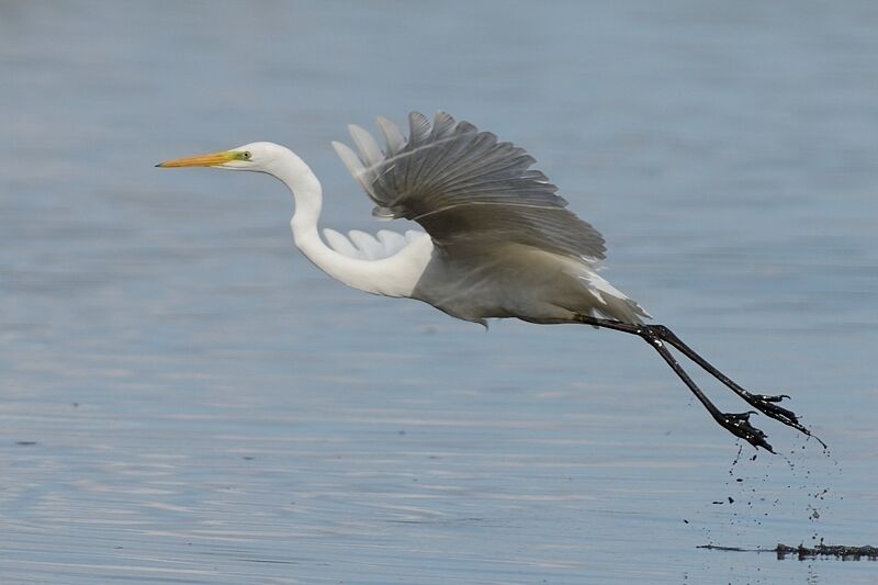 Great Egretadult