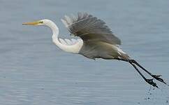 Grande Aigrette