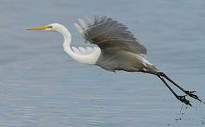 Great Egret