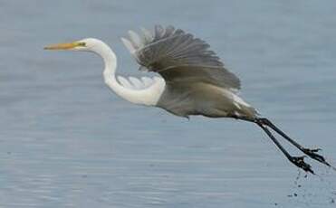 Grande Aigrette